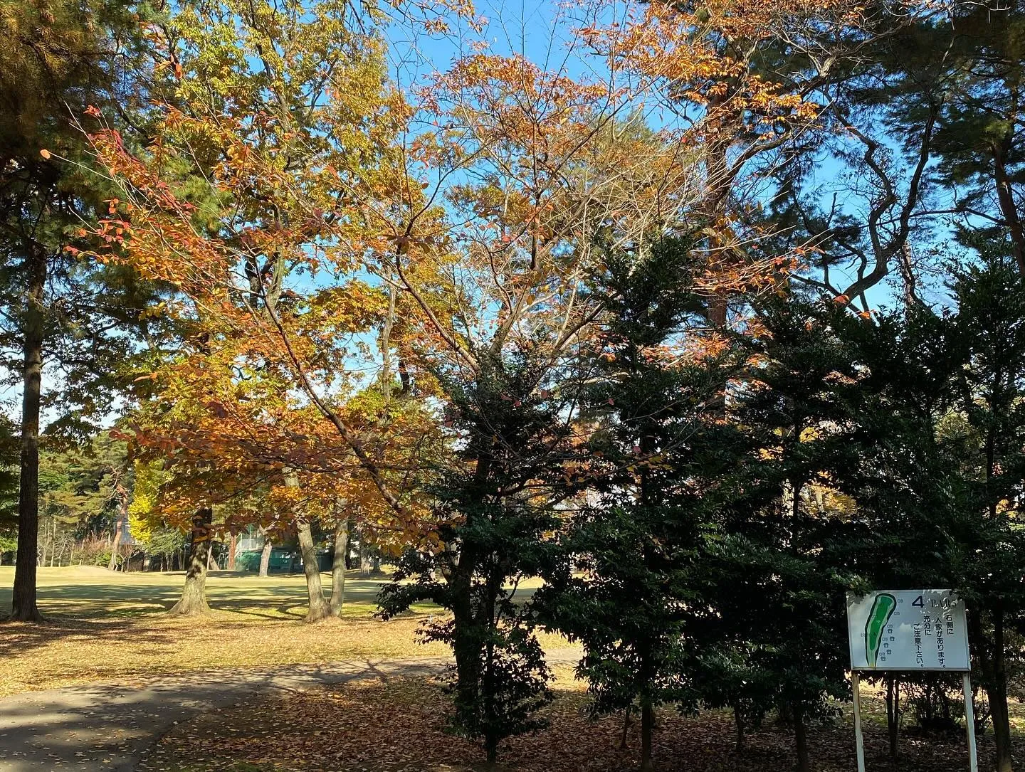 紅葉🍁が美しく色づく中でのラウンドは、日本ならではの贅沢です...