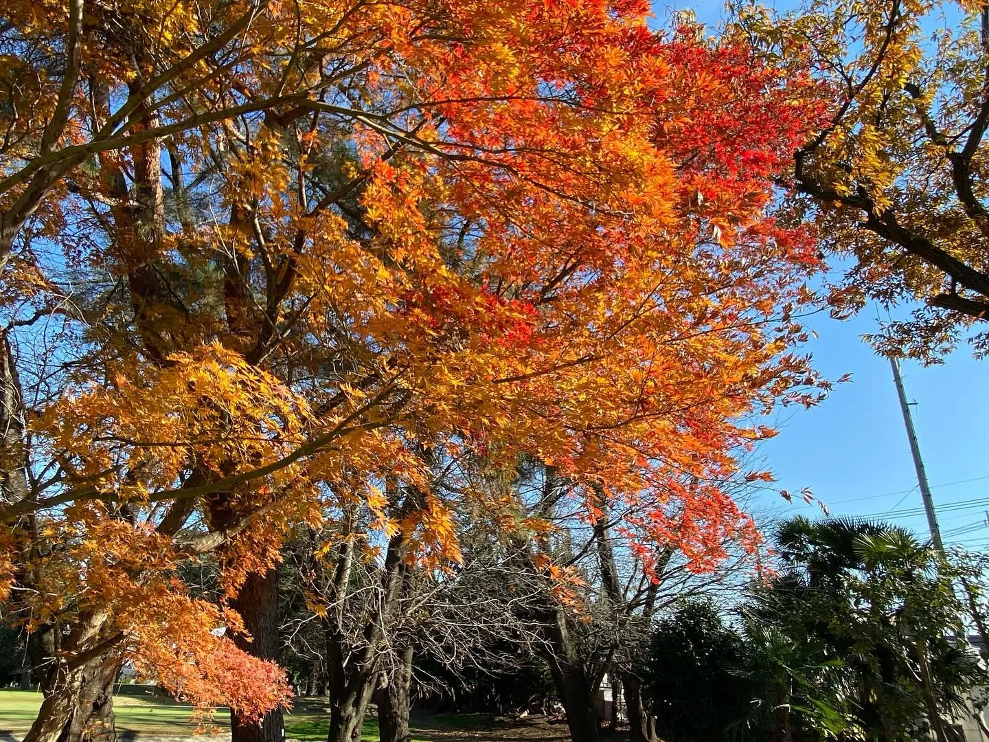 紅葉🍁が美しく色づく中でのラウンドは、日本ならではの贅沢です...