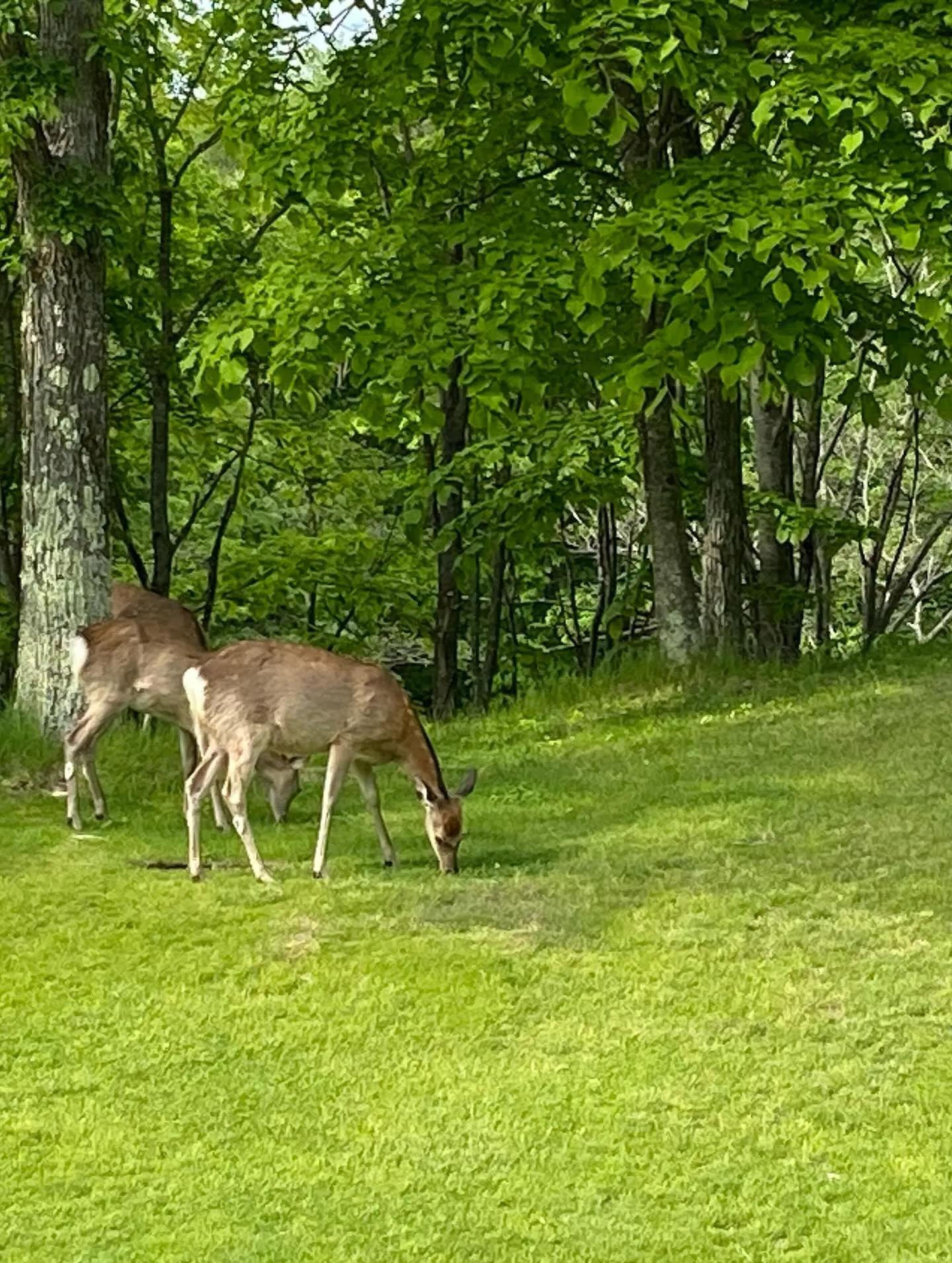 北海道にある素晴らしいゴルフコース、ニドムクラッシックコース...