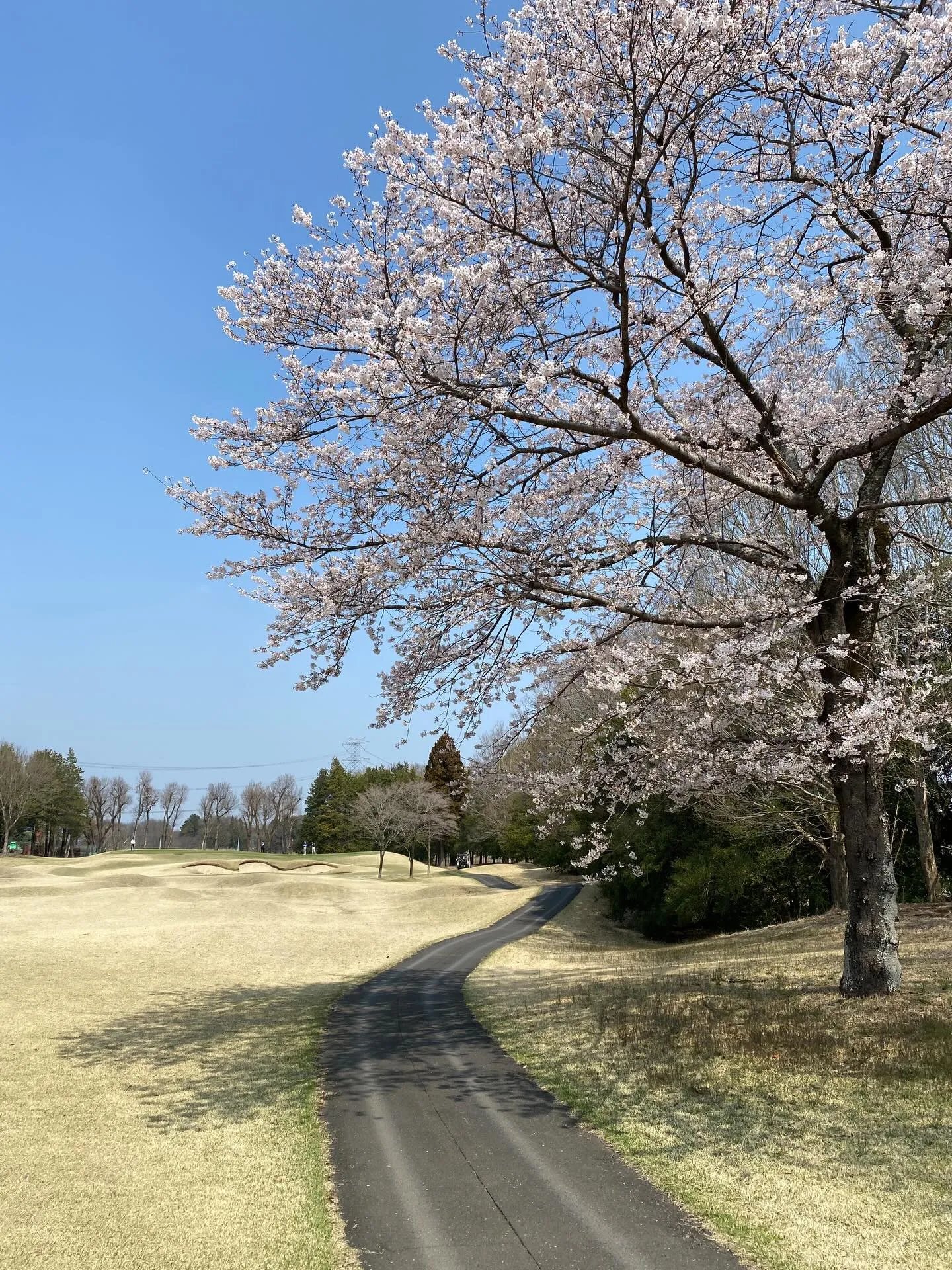 春が訪れ、優しい陽射しとともにゴルフのゴールデンシーズンが到...